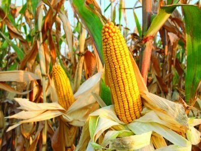 Corn Field
