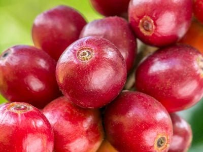 Café vermelho _ Crédito: Shutterstock