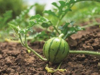 Little green watermelon. Young small watermelon in the garden. Watermelon in the farm on field.