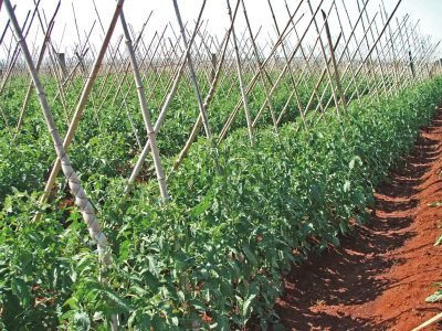 Cálcio: Sem ele, desenvolvimento de tomates é prejudicado?