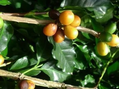 Sintomas da mosca-das-frutas no cafeeiro
Crédito: José Matiello