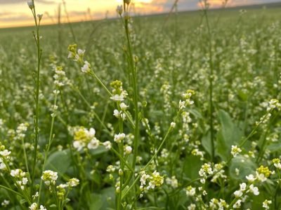 Crambe - Crédito: Tânia Curado