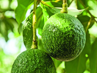 Foto 01 (8) Foto 01 (8)