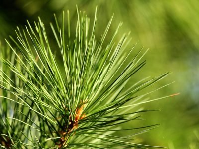 Crédito Nik Photographie