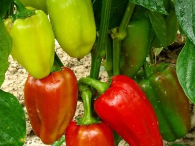 Pimentão - Crédito: Shutterstock