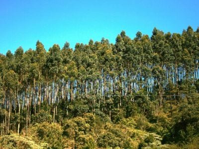 Floresta - Crédito Wiliam Aquino