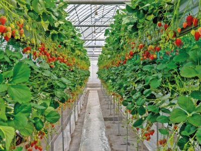 Como fazer produção suspensa em cultivo protegido de morango?