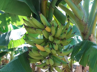 Banana - Foto: Humberto Carvalho