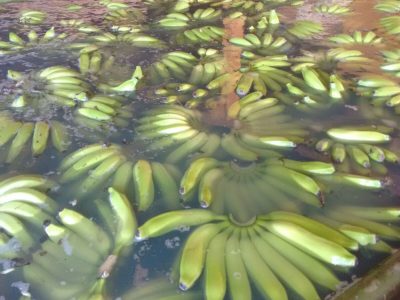 Bananas sendo lavadas - Crédito: Martha Cristina Pereira