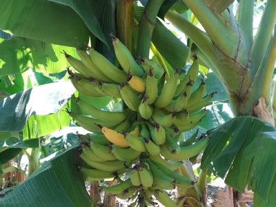 Banana - Foto: Humberto Carvalho