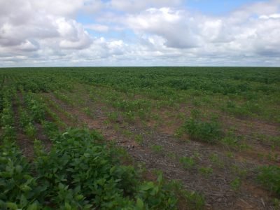 Planta com nematoide - Crédito: Rosângela Silva