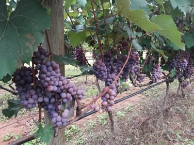 Uvas - Créditos: Adilson Pimentel Junior