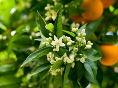 Laranja - Créditos: Shutterstock