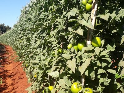 Tomate - Crédito: Nim Brasil