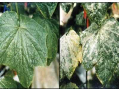 Silício reduz oídio na seringueira?