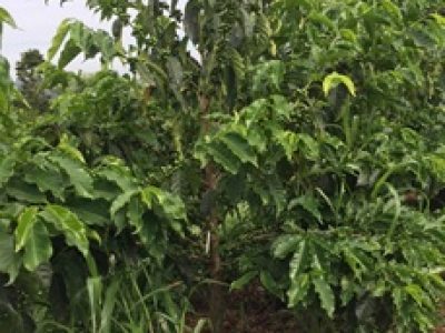 Café - Crédito: Dalyse Toledo