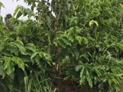 Café - Crédito: Dalyse Toledo