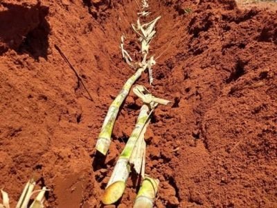 Bioestimulantes promovem o fortalecimento da cana-de-açúcar?