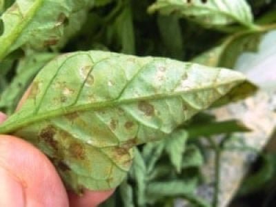 Foto-01-A-Crédito-Giancarlo-Couto-300x225