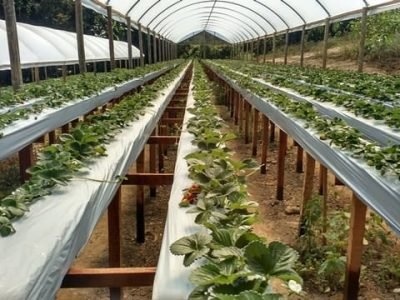 Crédito Hélcio Costa