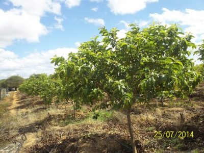 Foto 01 A -  Dois meses após a primeira aplicação  - Créditos Rigrantec