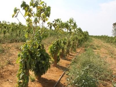 O maracujá deve ser plantado em uma área em que o cafezal começou a demonstrar baixas produtividades