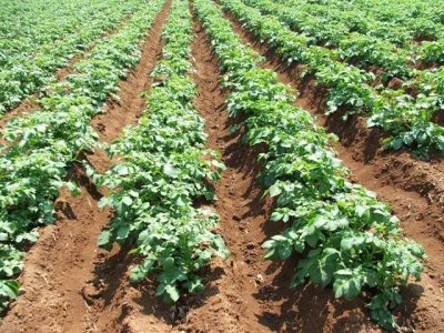 Ensaios de campo com o NHT® Humic comprovam que substâncias húmicas aumentam a produtividade - Crédito Ana Maria Diniz