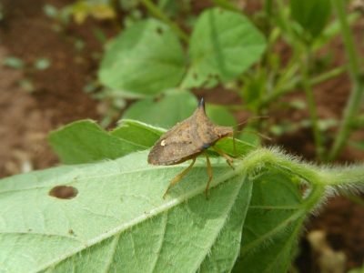 Foto-01-Abrir-matéria-Crédito-CecÃ_lia-Czepak