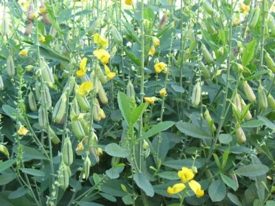 Adubos verdes controlam nematoides - Crédito Elaine Wurtke