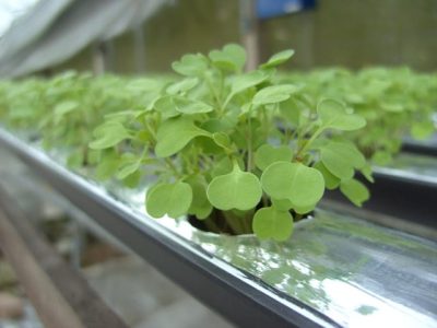 D Crédito: Jorge Barcelo