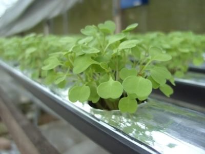 Crédito: Jorge Barcelo