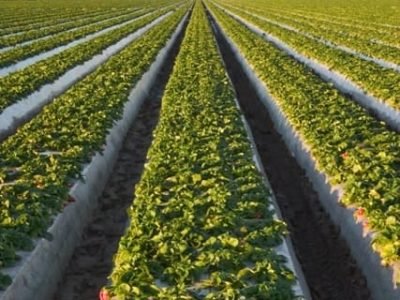 Crédito Shutterstock