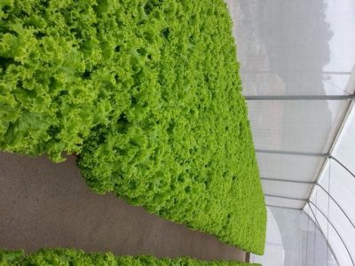 Crédito Viverde Ktif