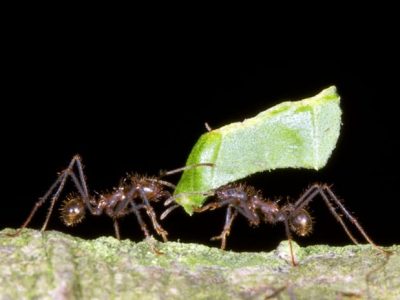 Não deixe que as formigas cortem seu lucro - CréditoShutterstock