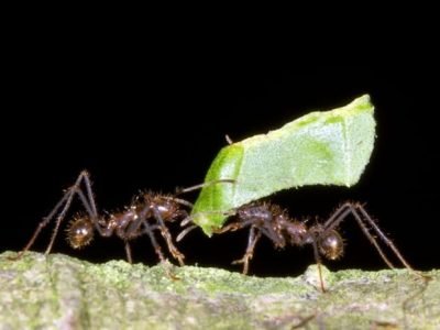 Não deixe que as formigas cortem seu lucro - CréditoShutterstock