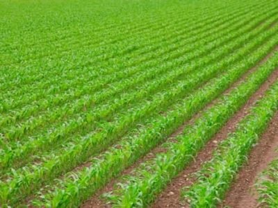 Créditos Shutterstock