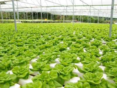 Foto 01 - Abrir matéria com foto maior e centralizada nas páginas 58 a 59