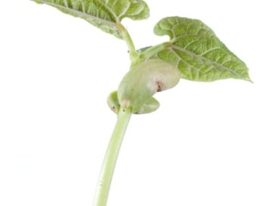 Ácidos húmicos disponibilizam fósforo para as plantas - Crédito Shutterstock