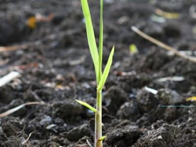 Ácidos húmicos favorecem a emergência das mudas de cana-de-açúcar - Créditos Shutterstock