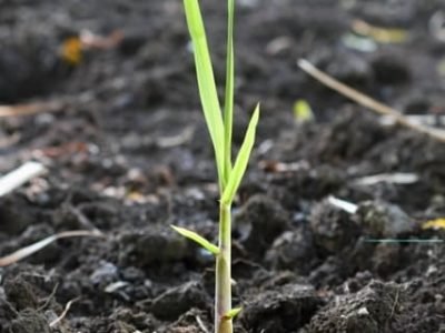 Ácidos húmicos favorecem a emergência das mudas de cana-de-açúcar - Créditos Shutterstock