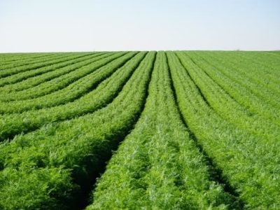 Adubação inteligente para a cenoura - Crédito Shutterstock