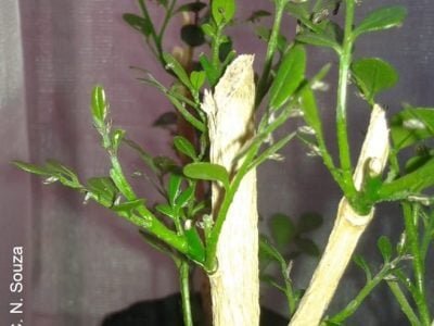 Adultos da praga Diaphorinacitri sobre planta hospedeira e gaiolas de criação de insetos para os biotestes