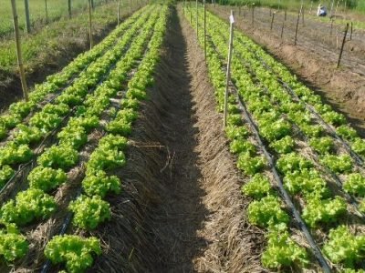 Alface em plantio direto sobre brachiariaruziziensis no verão - Fotos Andréia Hirata