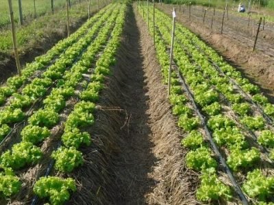 Alface em plantio direto sobre brachiariaruziziensis no verão - Fotos Andréia Hirata