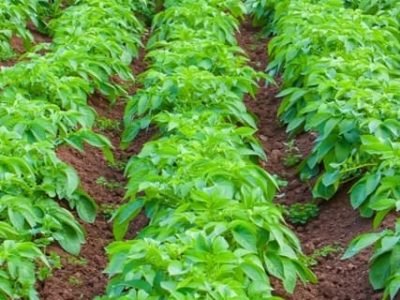 Alga marinha inovadora beneficia batata - Crédito Shutterstock