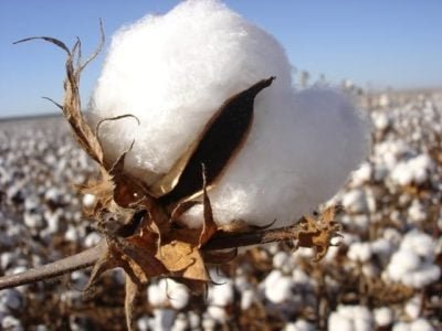 Algodão - Crédito Amipa