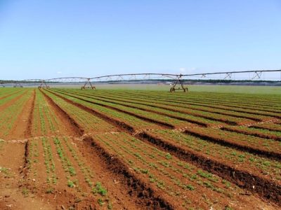 Aminoácido protege a lavoura do estresse - Crédito Ana Maria Diniz