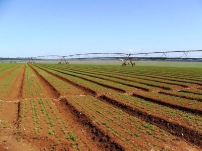 Aminoácido protege a lavoura do estresse - Crédito Ana Maria Diniz