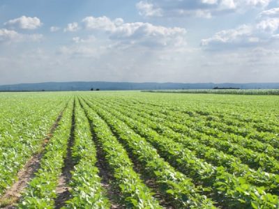 Aminoácidos auxiliam no equilíbrio da flora microbiano do solo Créditos Shutterstock