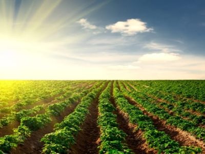 Aminoácidos fornece energia para a batata - Créditos Shutterstock